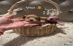 Maltipoo dogs for sale: 👑ULTRA RARE F1 TINY DNA ASIAN MALTIPOO PUPPIES👑 - Image 1