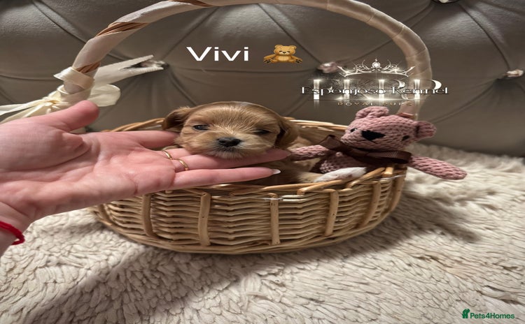 Maltipoo dogs - Advert 9