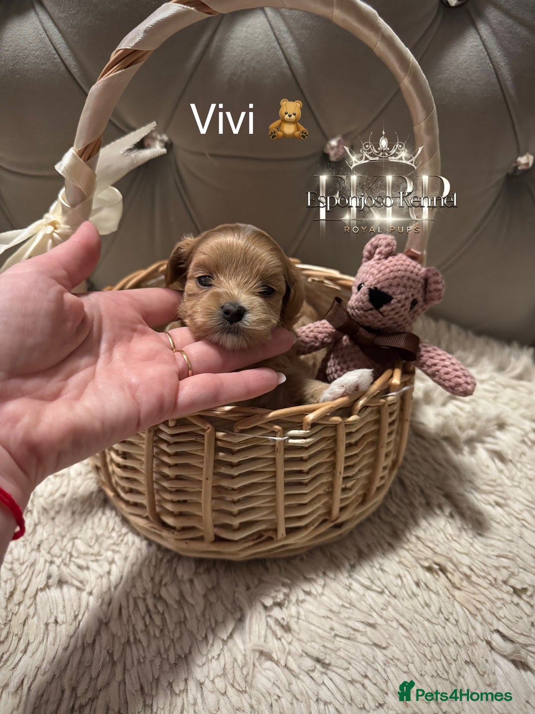 Maltipoo dogs for sale: 👑ULTRA RARE F1 TINY DNA ASIAN MALTIPOO PUPPIES👑 - Image 1