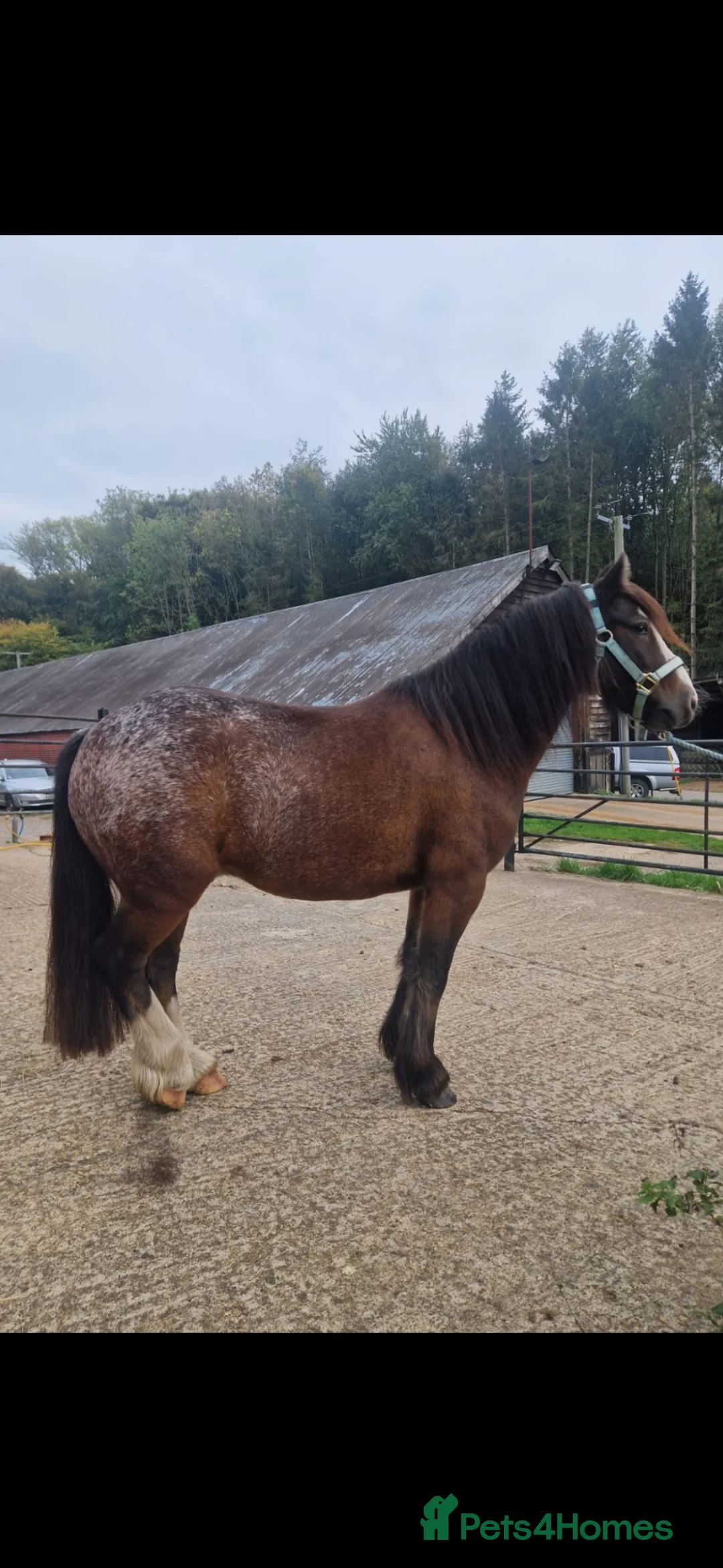 Welsh Section C horses for sale: 13hh 7 Yr Old Gelding in Wallingford - Advert 4