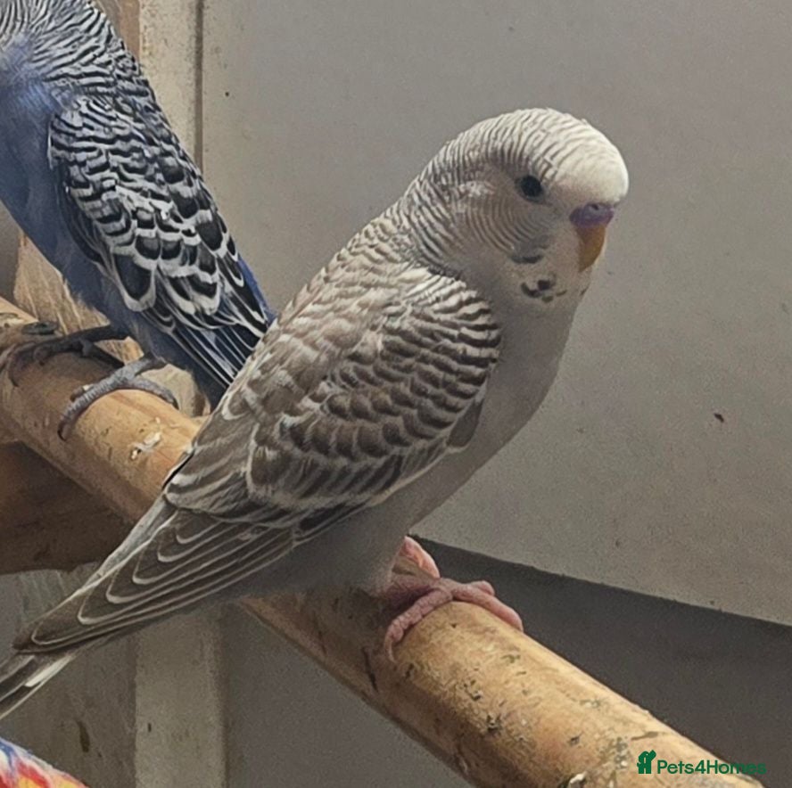 Budgerigars birds Job lot (8)  young budgies  - Advert 3