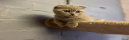 Scottish Fold cats for sale: 🐾Boy Kitten available 🐾 in Hitchin - Advert 8