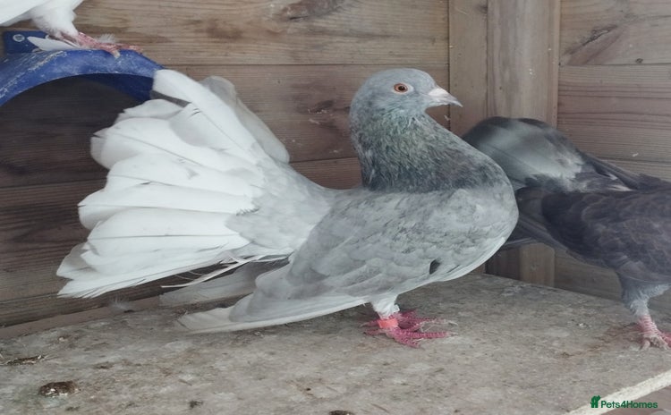 Pigeons birds - Advert 4
