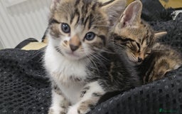 Bengal cats for sale:  Bengal with long haired blk & white kittens - Image 13