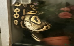 Python Snake reptiles for sale: Phantom type ball python - Image 2