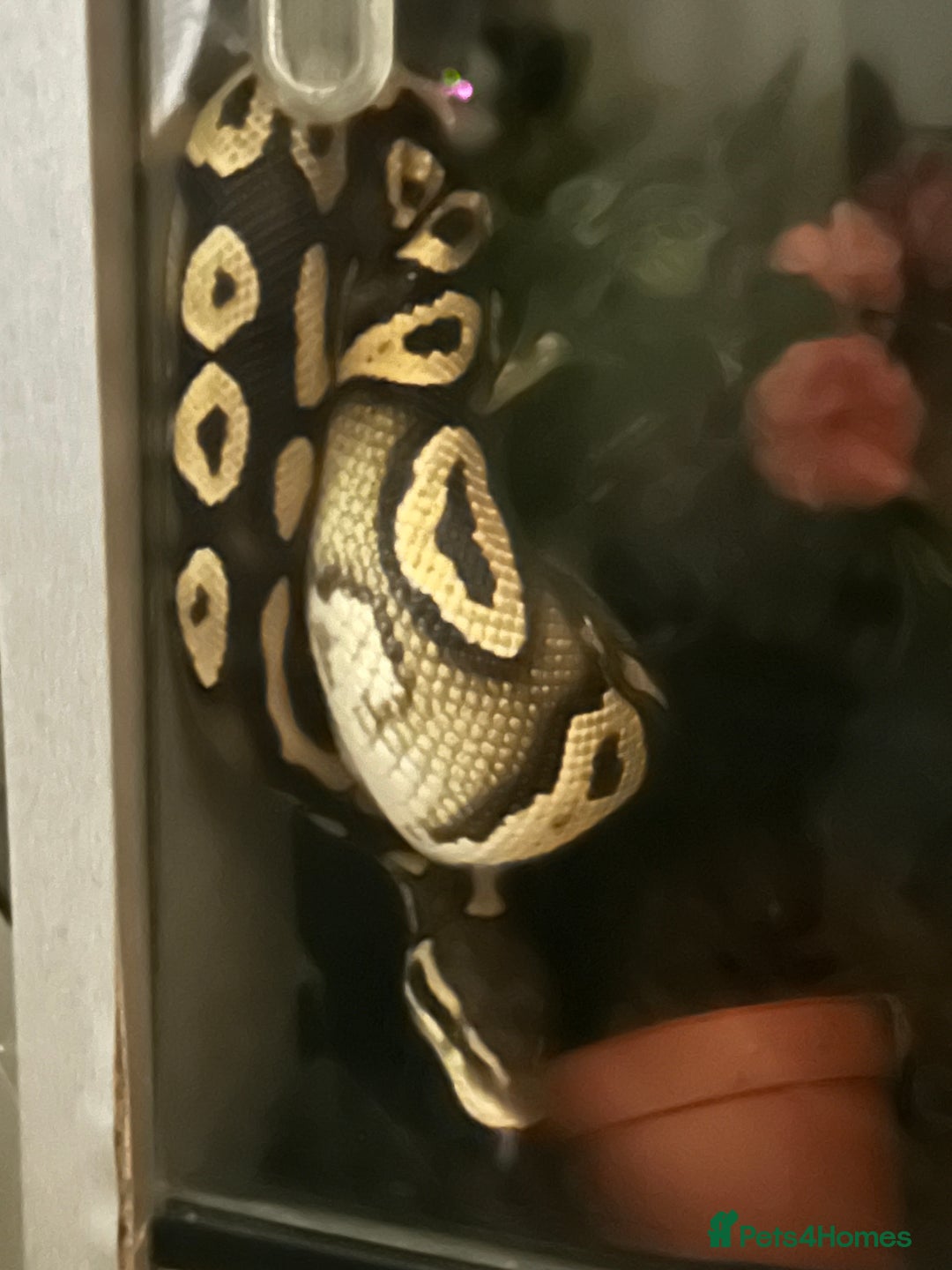 Python Snake reptiles for sale: Phantom type ball python - Image 2