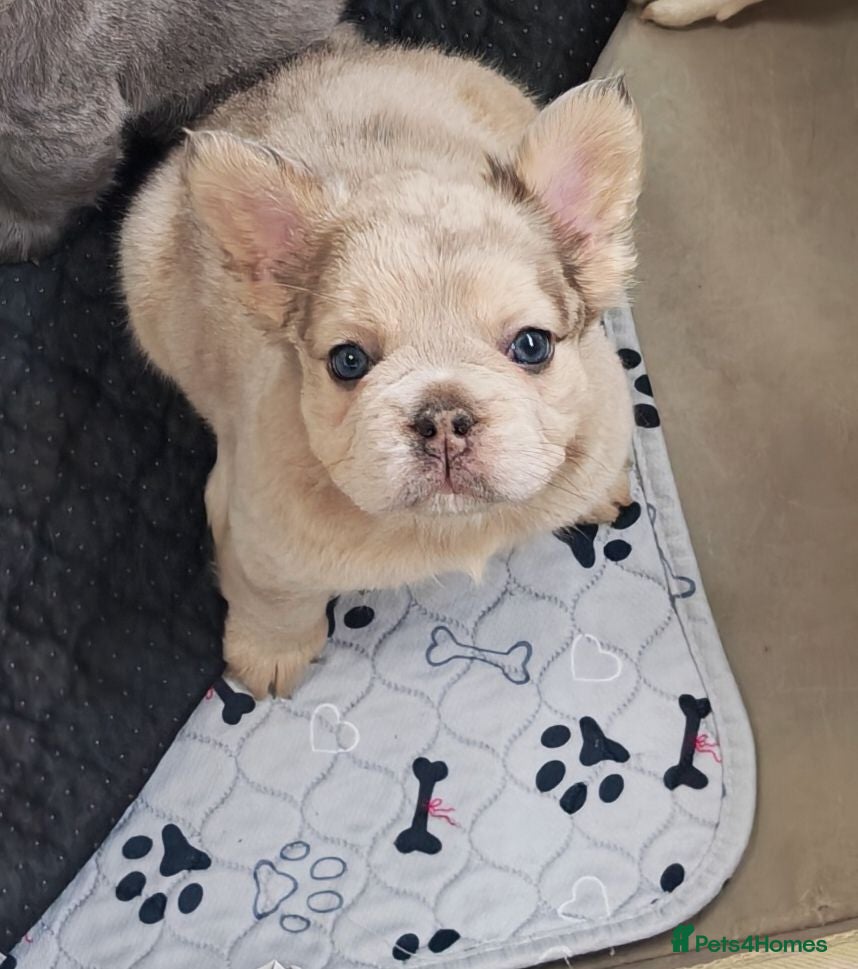 French Bulldog dogs Fluffy French Bulldogs - Advert 1