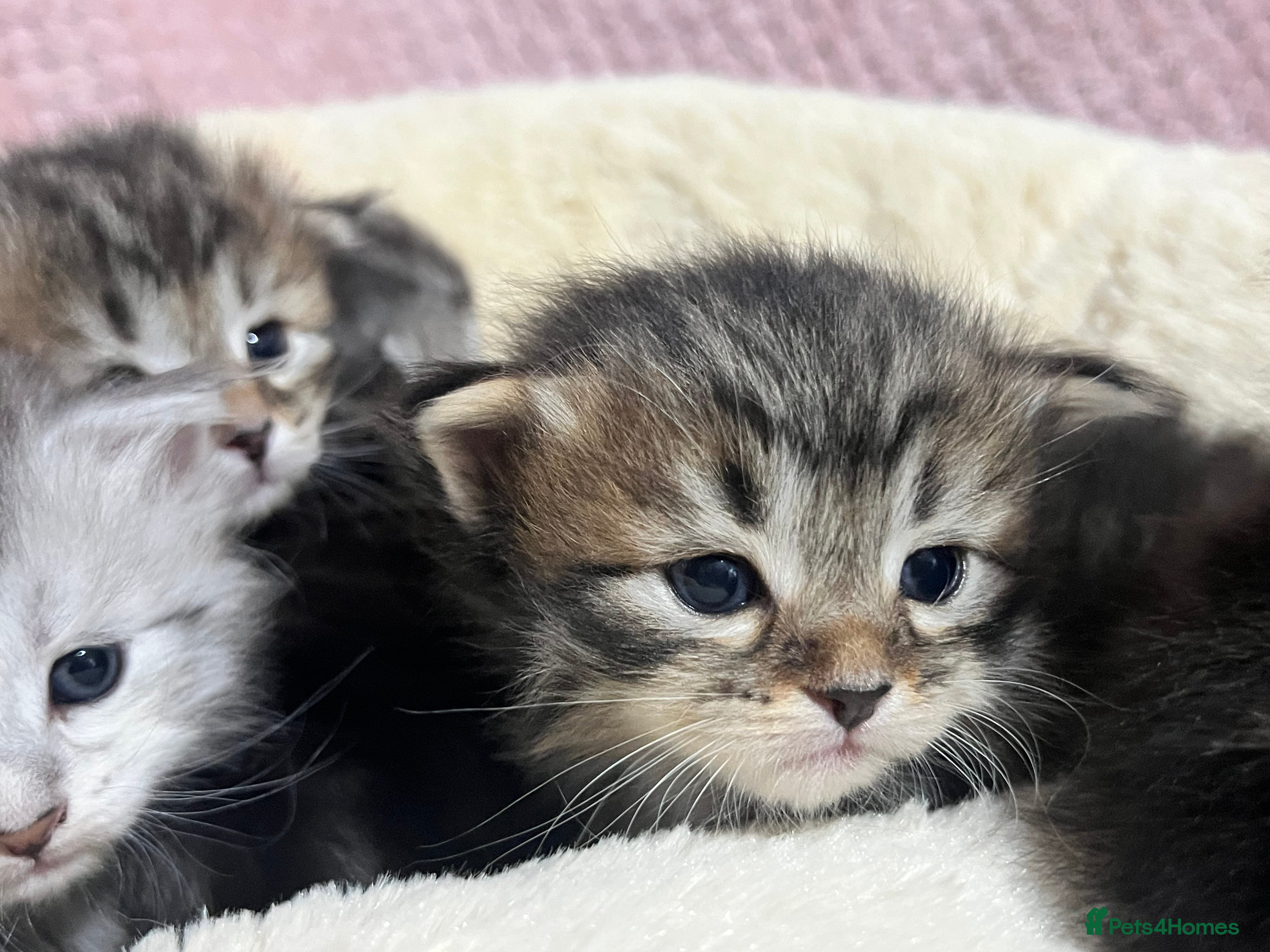 Siberian cats 🩶🩵Traditional Siberian Babies🩵🩶 - Advert 4