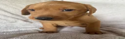 Labrador Retriever dogs for sale: Fox red Labrador - Advert 20