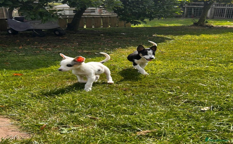 Border Collie dogs - Advert 3