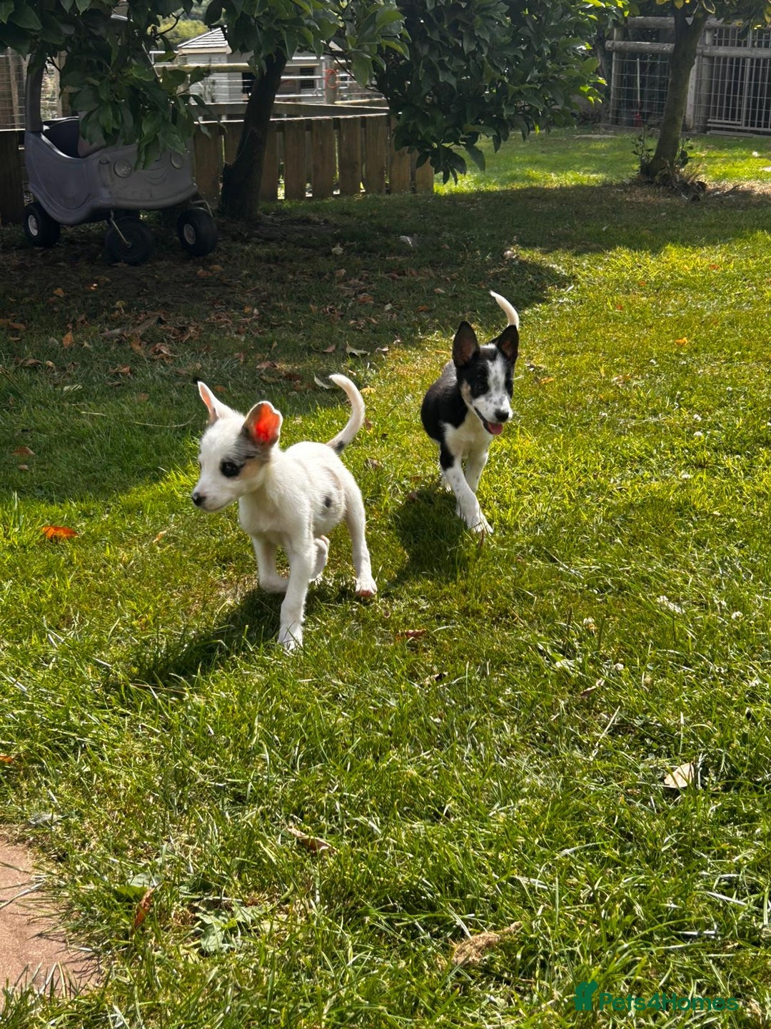 Border Collie dogs for sale: Tri coloured border collie pups - Image 2