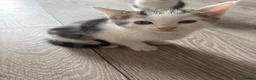 Mixed Breed cats for sale: Three Playful Kittens Looking for Loving Homes - Advert 5