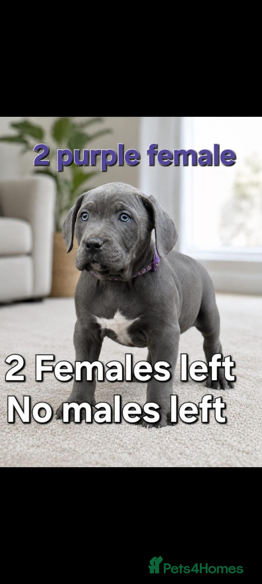 Cane Corso dogs Pure female cane corso ready to leave now! - Advert 1