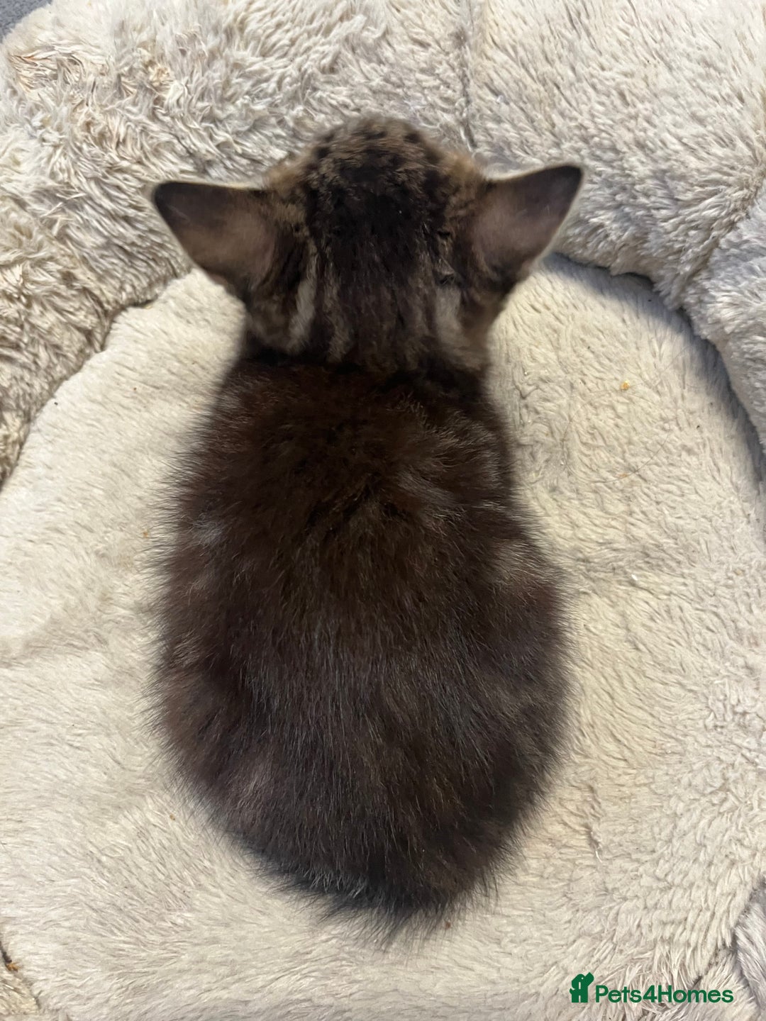 Mixed Breed cats for sale: 🐾 5 Stunning Mixed 8 week old Kittens  - Advert 13