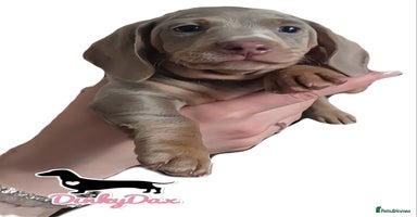 Miniature Dachshund dogs - Advert 2