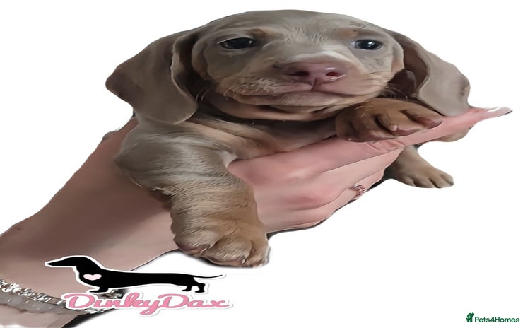 Miniature Dachshund dogs - Advert 16