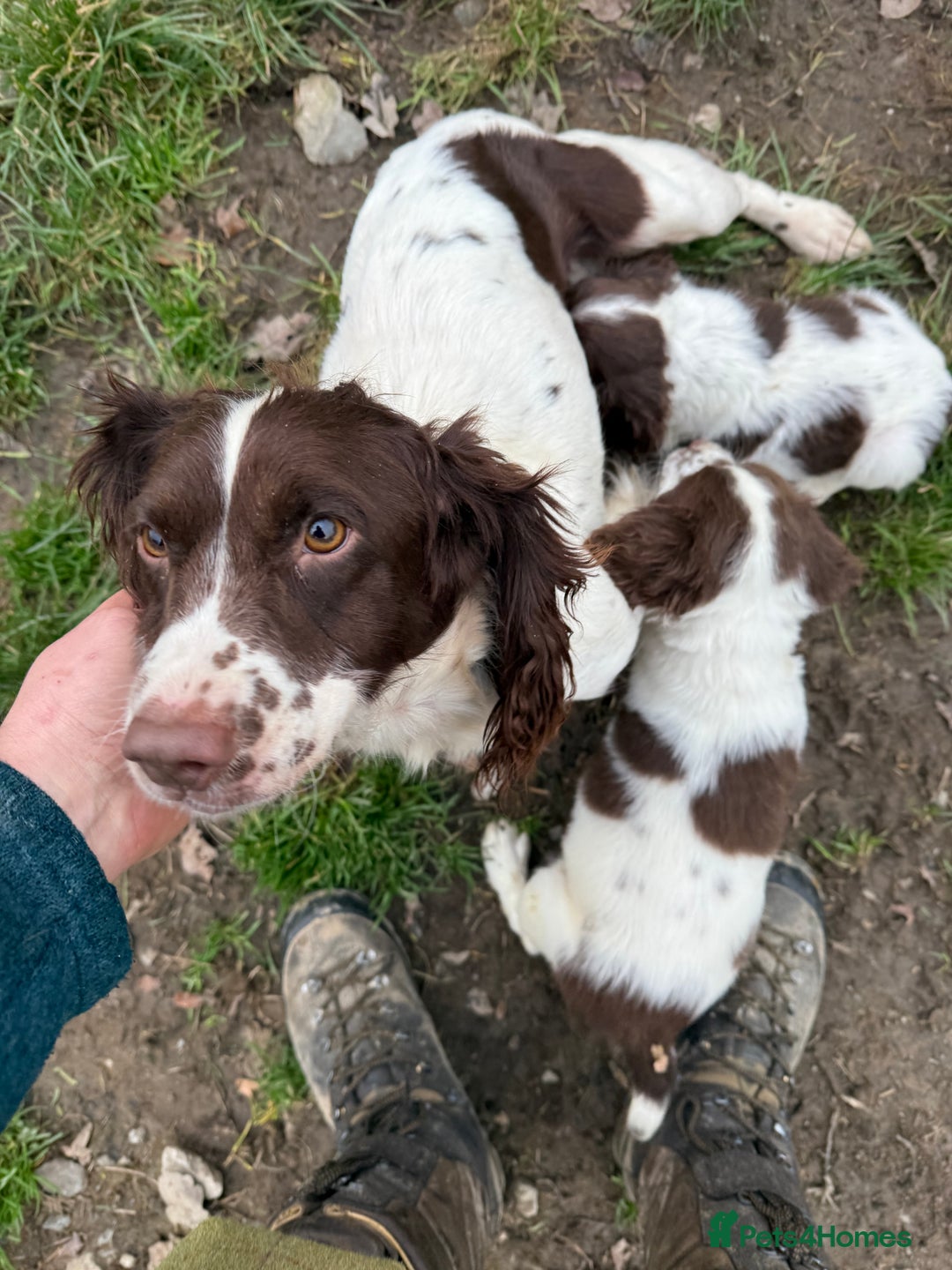 English Springer Spaniel dogs for sale: English Springer Spaniels  - Advert 1
