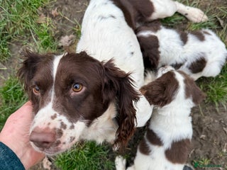 English Springer Spaniel dogs English Springer Spaniels - Advert 11