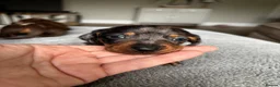 Miniature Dachshund dogs for sale: Wonderful litter of miniature dachshunds  - Advert 9