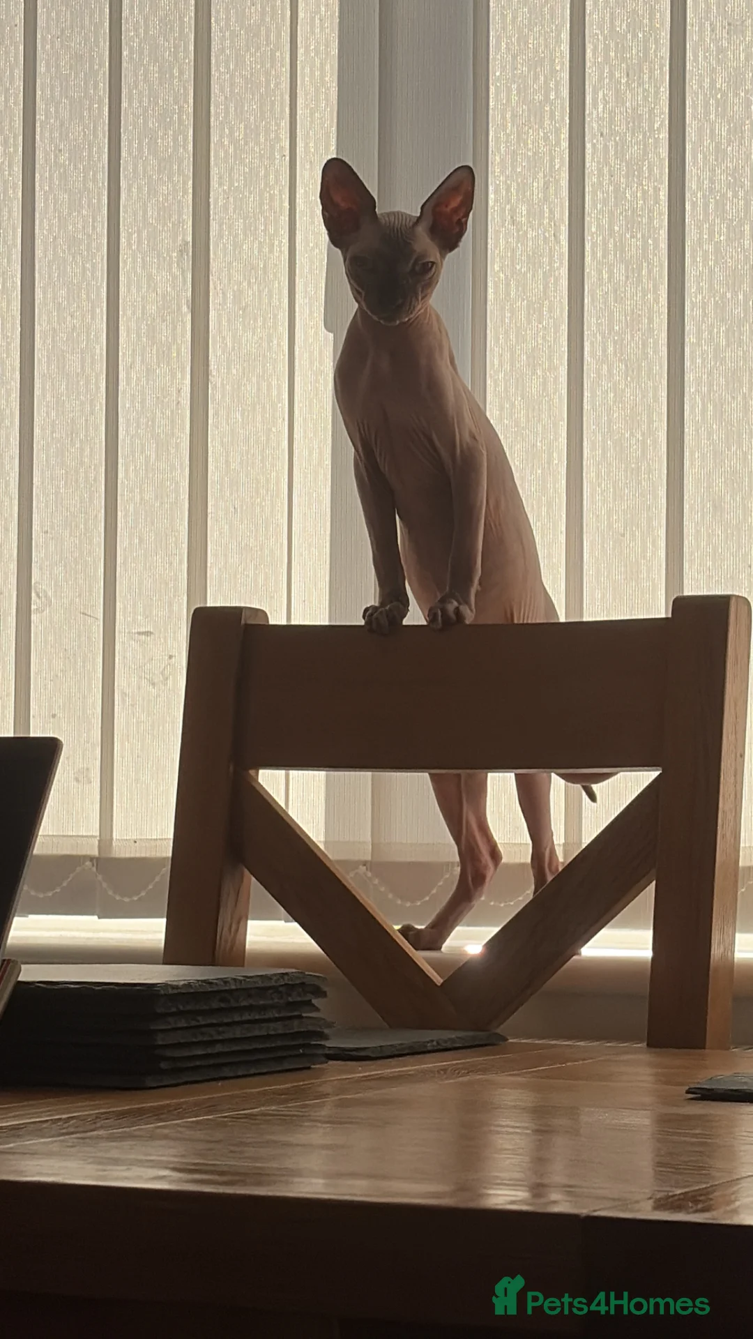 Sphynx cats for sale: Beautiful boy needing a home in Wrexham - Advert 3