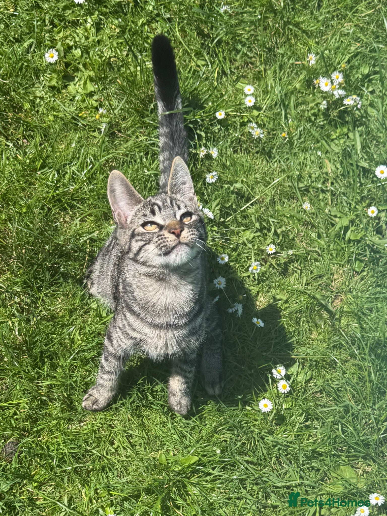 Maine Coon cats LAST MALE MAINE COON X KITTEN LEFT! - Advert 17