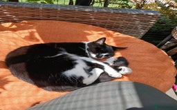 Mixed Breed cats for sale: Two indoor females seeking loving home together  - Image 9