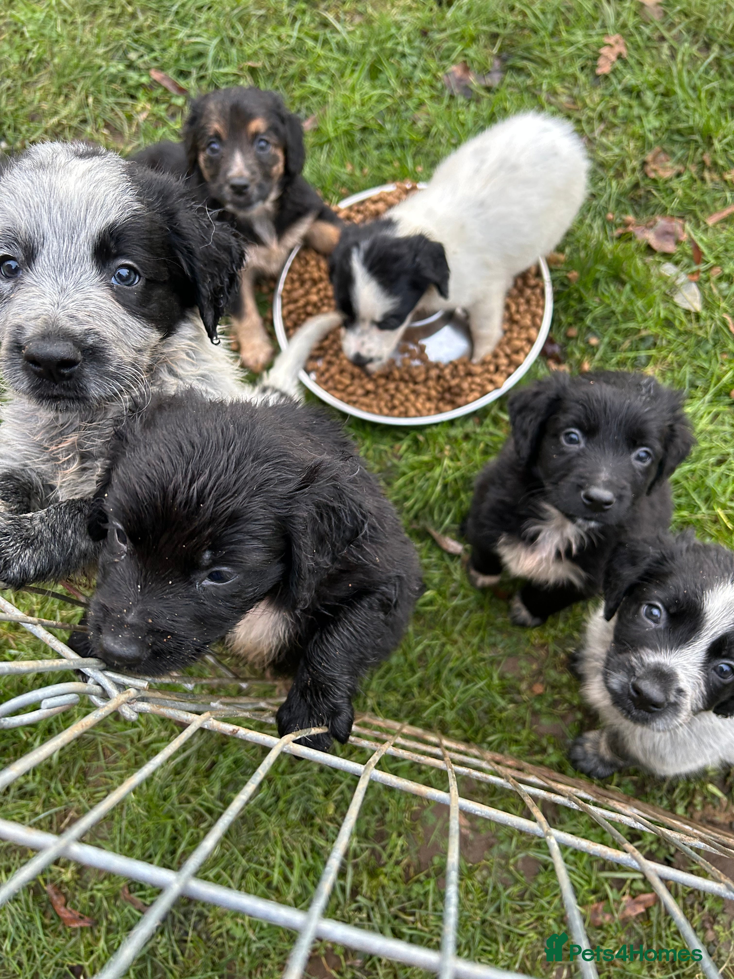 Mixed Breed dogs GORGEOUS COCKER SPANIEL/BORDER COLLIE PUPS - Advert 3