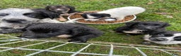 Mixed Breed dogs for sale: GORGEOUS COCKER SPANIEL/BORDER COLLIE PUPS - Advert 10