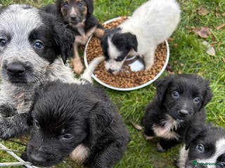 Mixed Breed dogs GORGEOUS COCKER SPANIEL/BORDER COLLIE PUPS - Advert 5