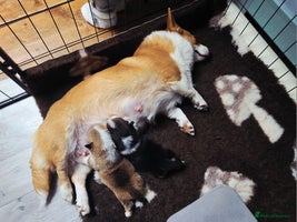 Welsh Corgi Pembroke dogs - Advert 2