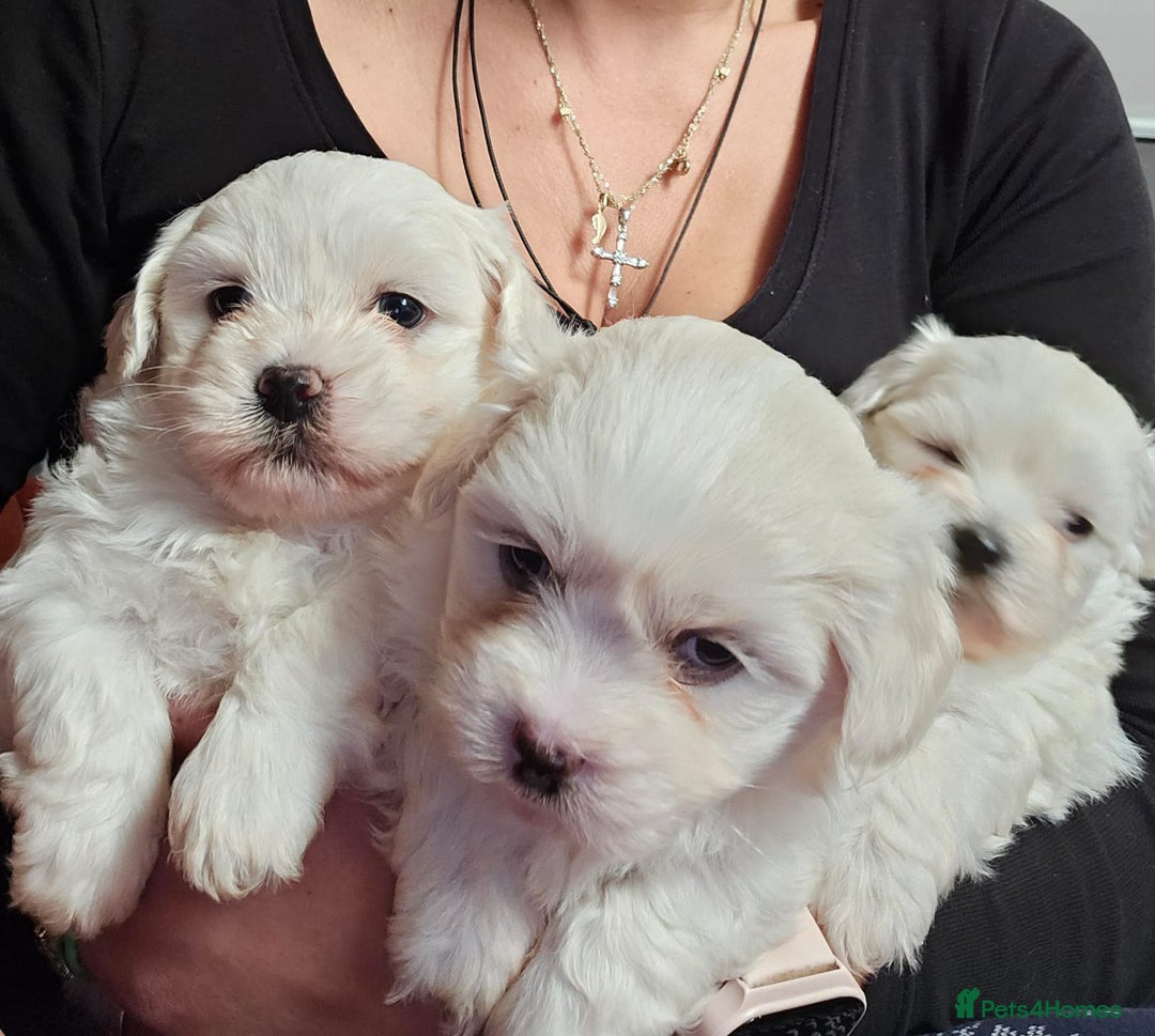 Maltese dogs for sale: 5 PUPPIES BICHONS MALTESE - Advert 7