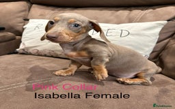 Miniature Dachshund dogs for sale: ✨READY TO LEAVE✨Miniature Dachshund Pups💕  - Image 6