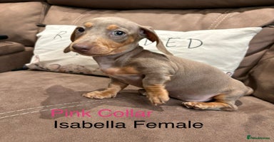 Miniature Dachshund dogs - Advert 3