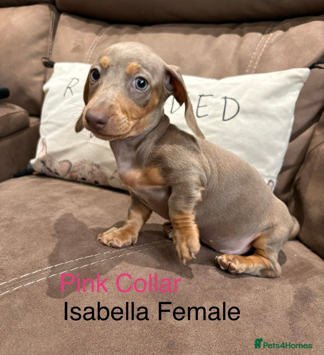 Miniature Dachshund dogs for sale: ✨READY TO LEAVE✨Miniature Dachshund Pups💕  - Image 6