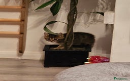 Persian cats for sale: Tabby female with full set up ready to go. - Image 16