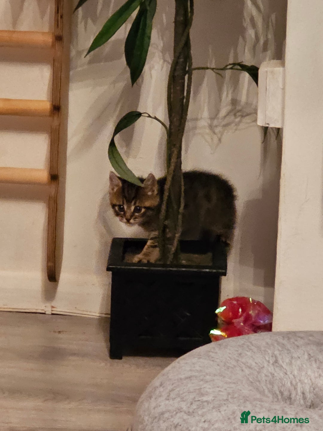Persian cats for sale: Tabby female with full set up ready to go. - Image 16