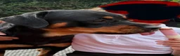 Rottweiler dogs for sale: Beautiful  Rottweiler looking forever loving home  - Advert 5