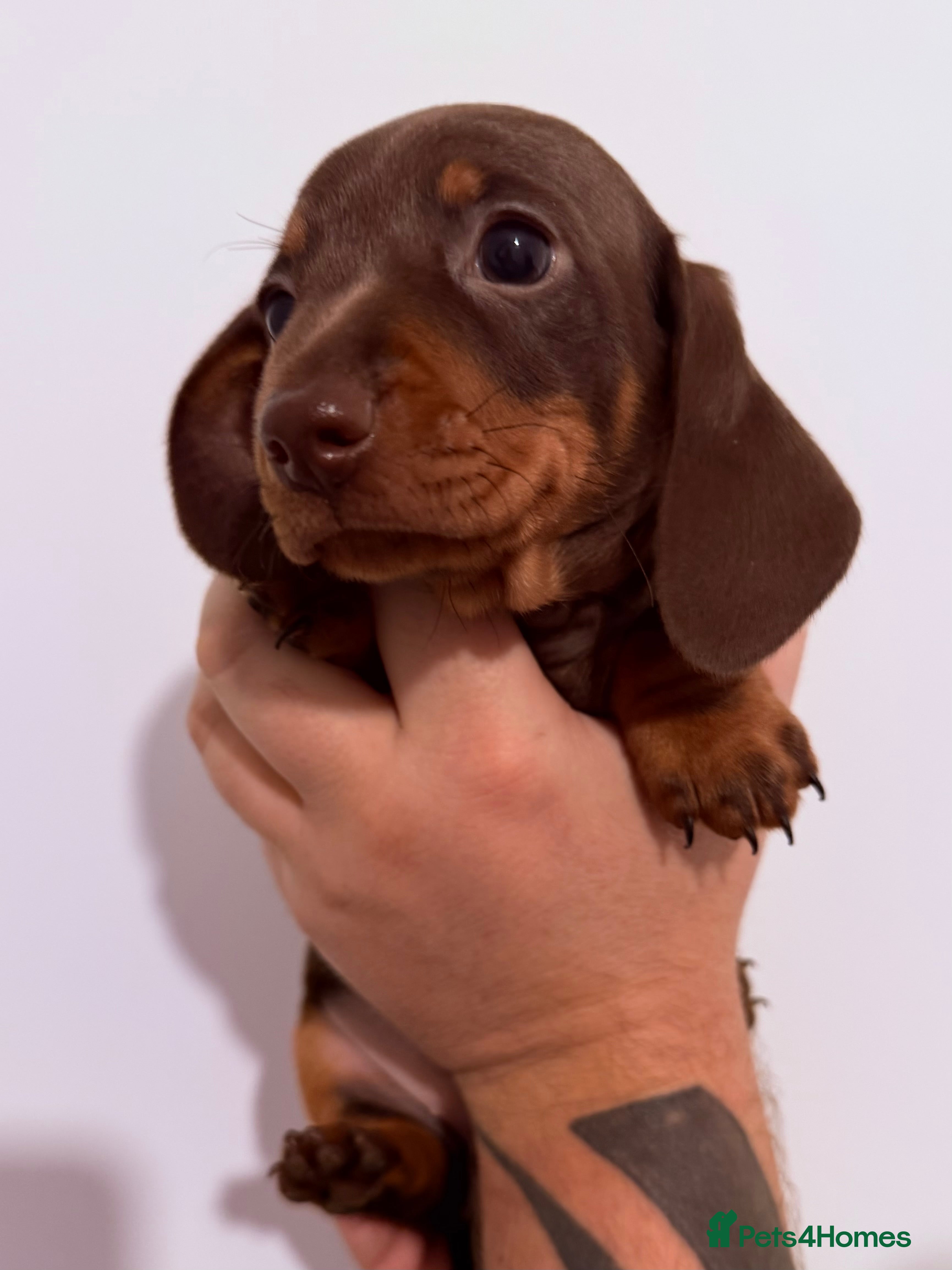 Miniature Dachshund dogs Beautiful miniature dachshund girls ready 22/3 - Advert 1