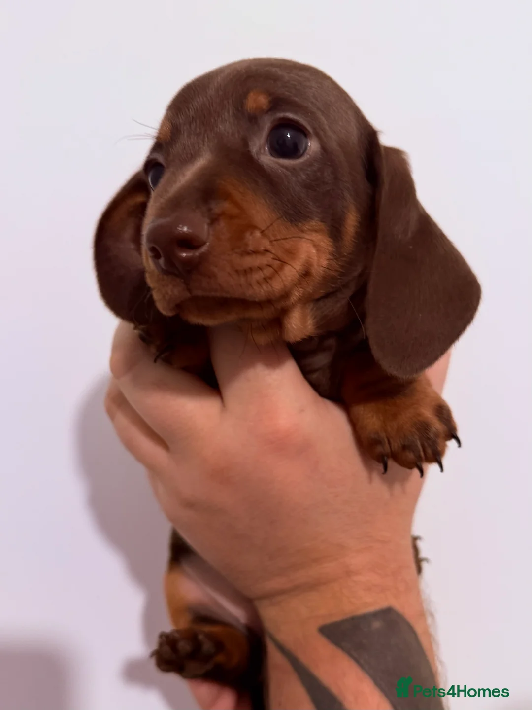 Miniature Dachshund dogs for sale: Beautiful miniature dachshund girls ready 22/3 - Advert 1