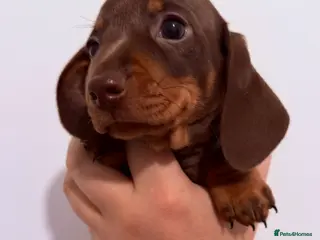 Miniature Dachshund dogs Beautiful miniature dachshund girls ready 22/3 - Advert 1