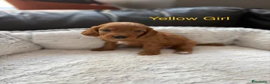 Yellow Girl (Amber)