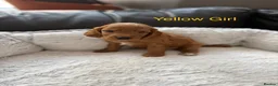 Cockapoo dogs for sale: F2 Cockapoo Puppies - Home Bred - Advert 18