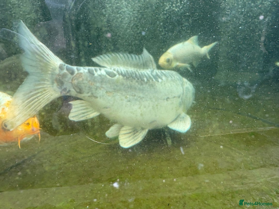 Other/Mixed Breed fish for sale: Koi carp, orphs, mirror carp - Image 6