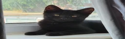Domestic Shorthair cats for sale: From 7 beautiful kittens to 1 left - Advert 29