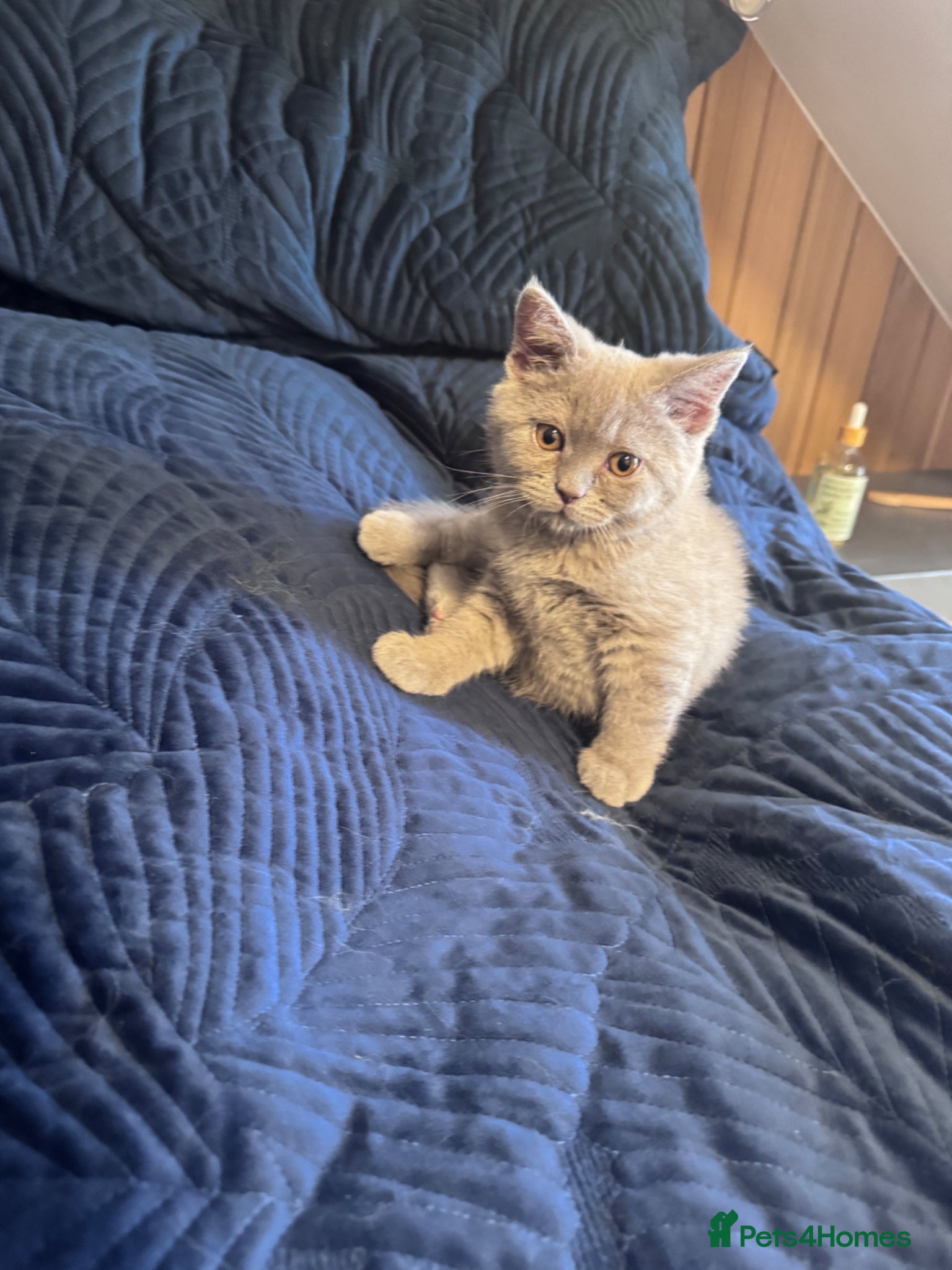 British Shorthair cats for sale: Pedigree British Short Hair kitten  - Advert 4