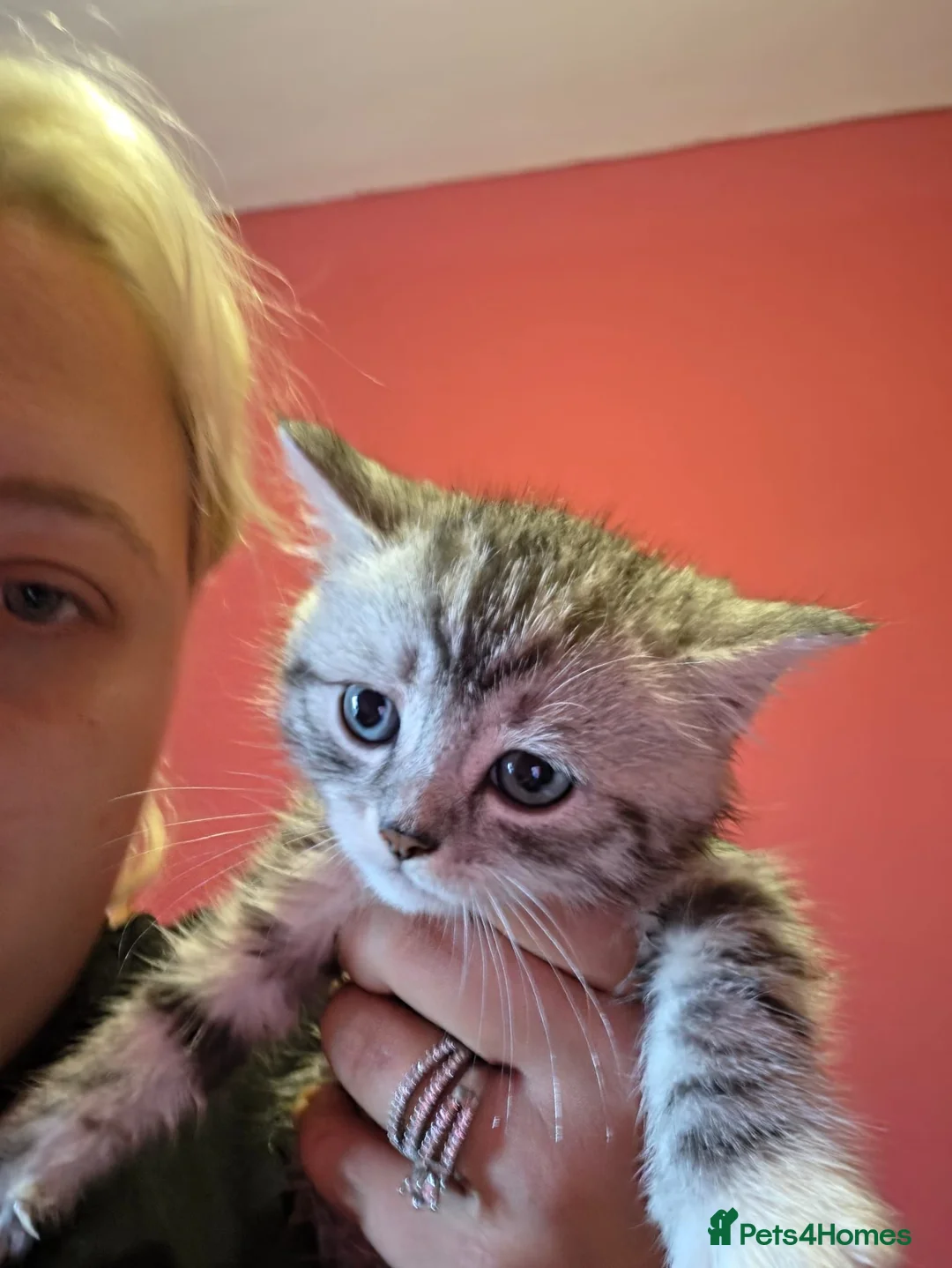 Mixed Breed cats for sale: 1 stunning male kitten - Advert 3