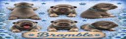 French Bulldog dogs for sale: Outstanding KC registered French bulldog puppies  - Advert 7