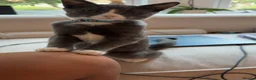 Mixed Breed cats for sale: Two gorgeous kittens  - Advert 3