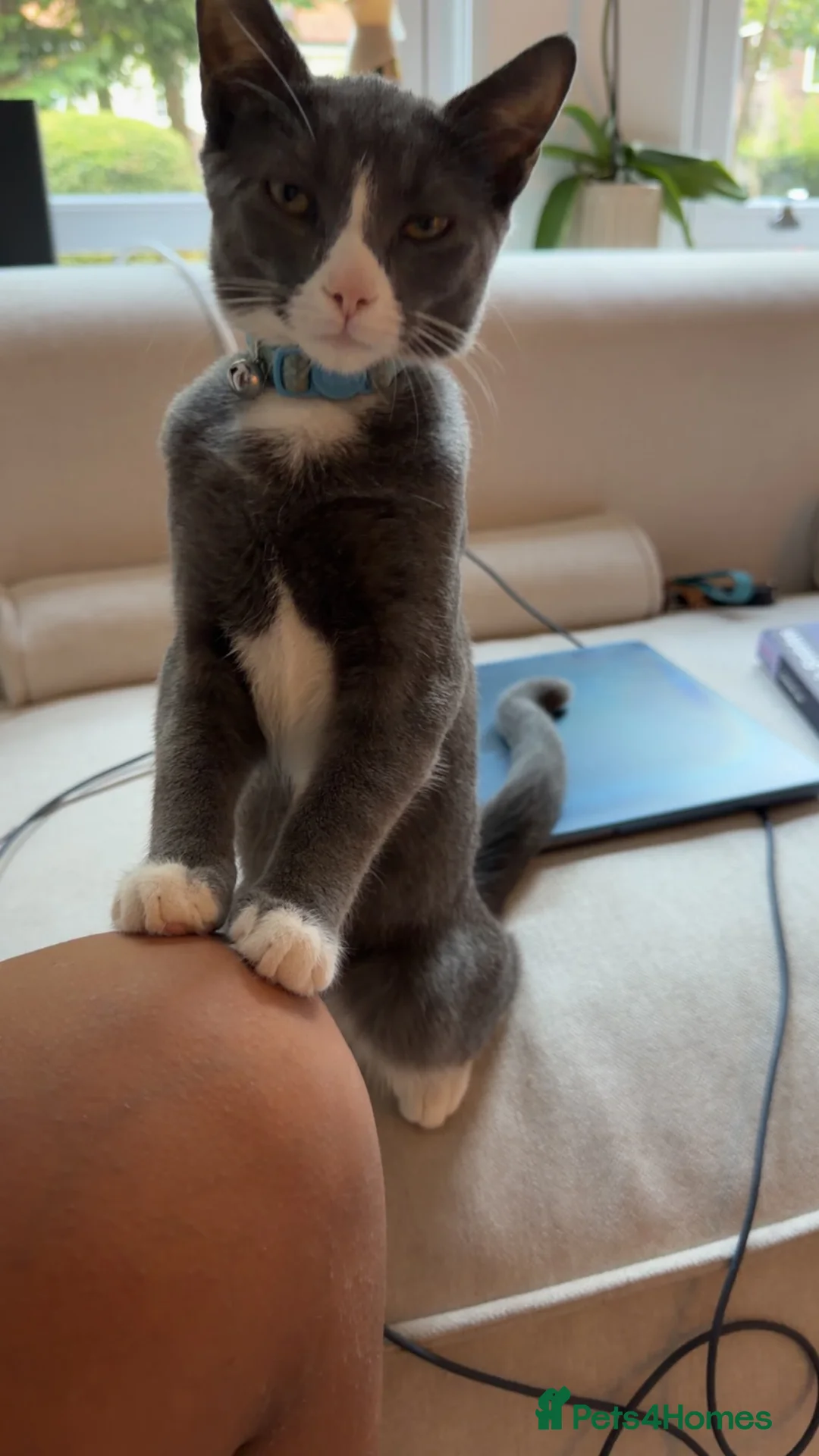 Mixed Breed cats for sale: Two gorgeous kittens  - Advert 3