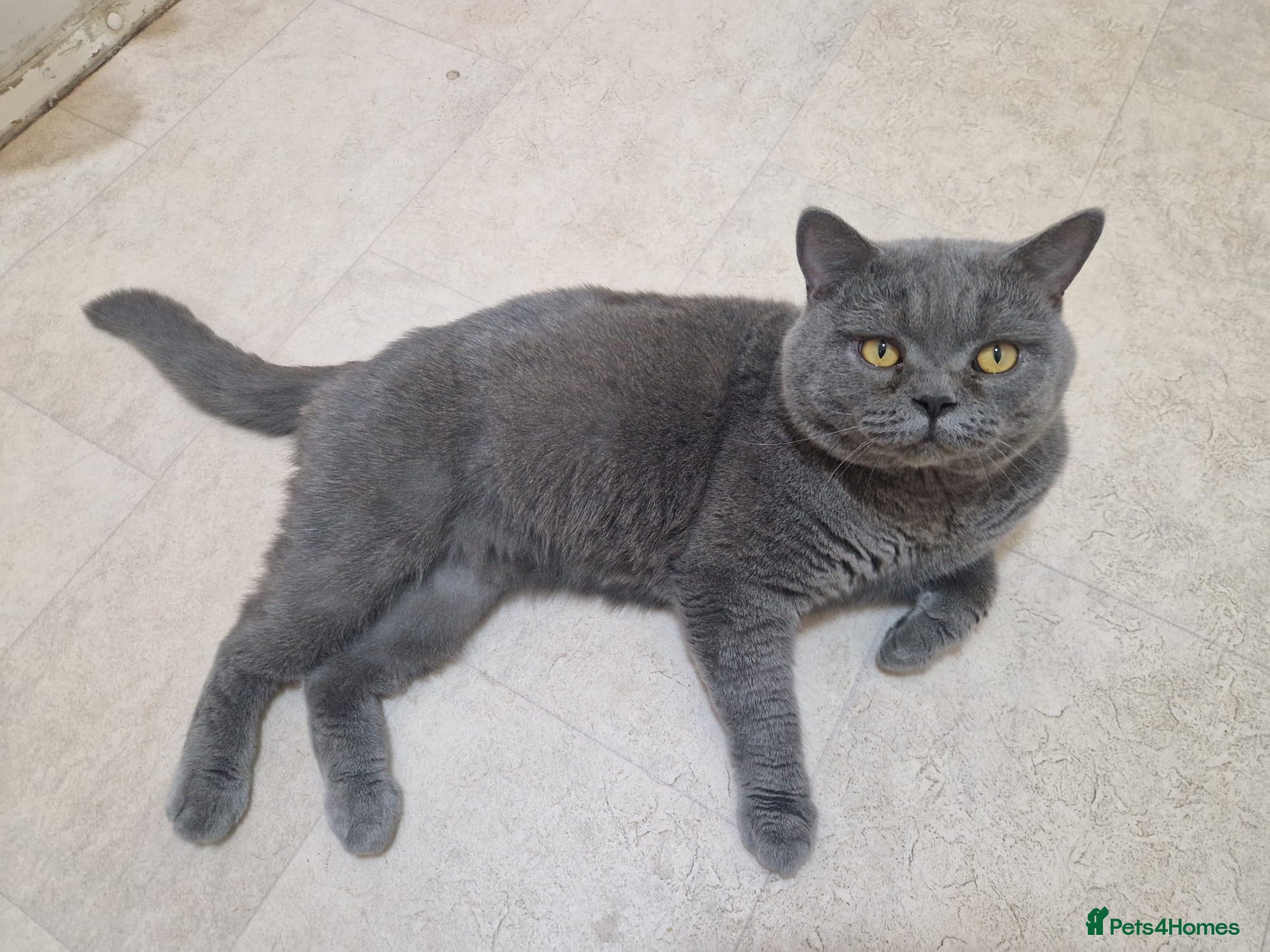 British Shorthair cats British shorthair for STUD only - Advert 2